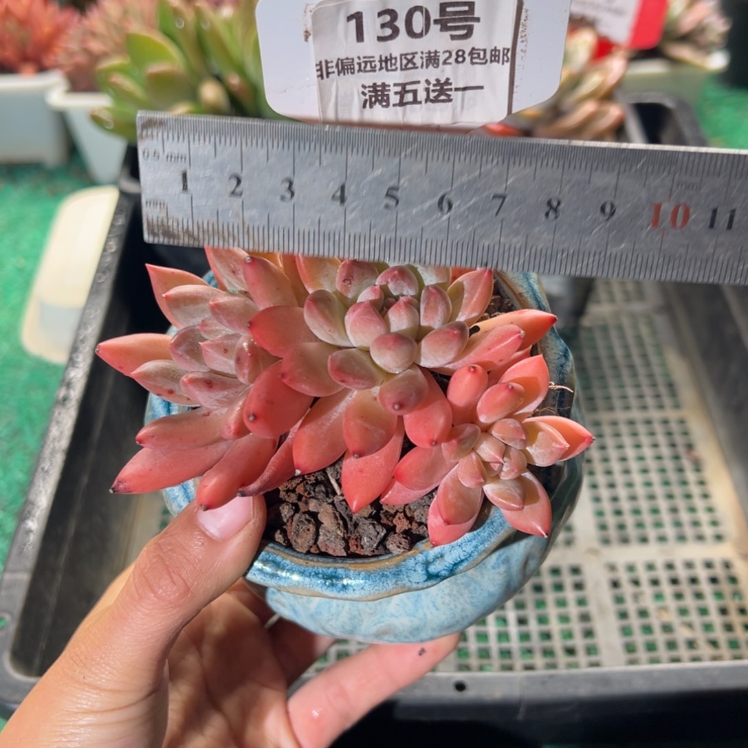 表妹精品多肉植物130.