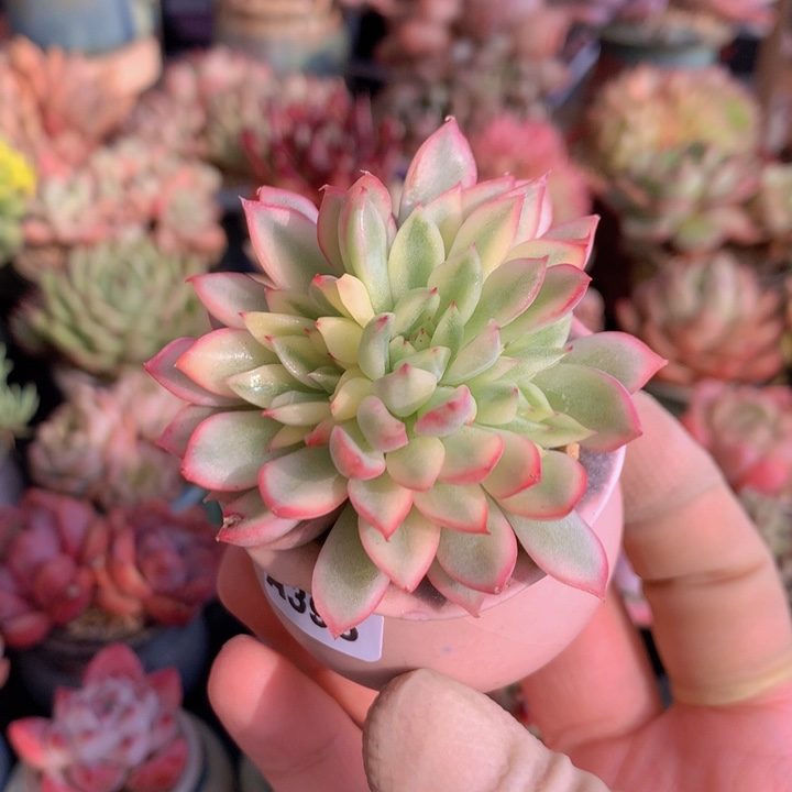 一物一拍含盆土满38包邮A396