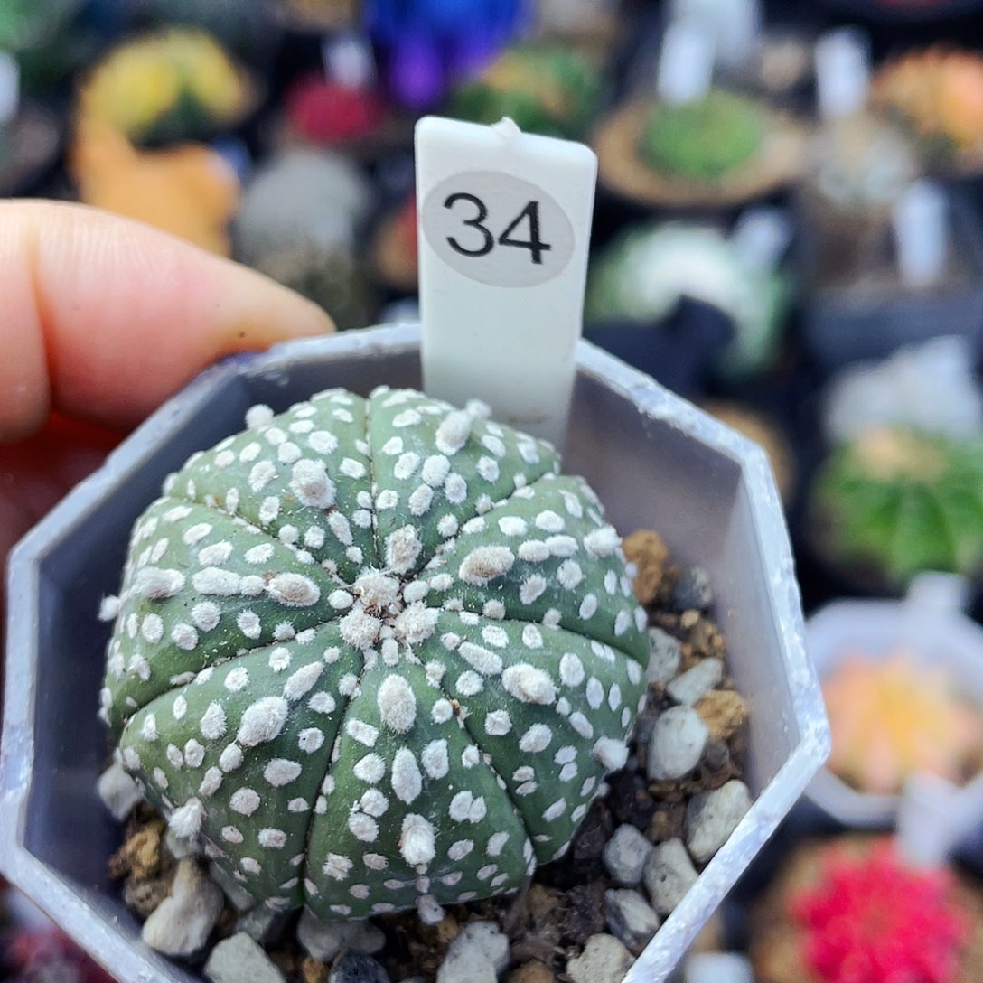 非偏远地区满25包邮仙人球