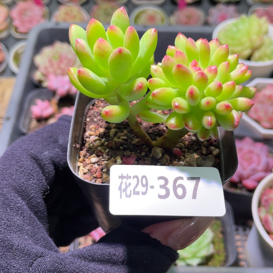 花利美29-367青松缀化