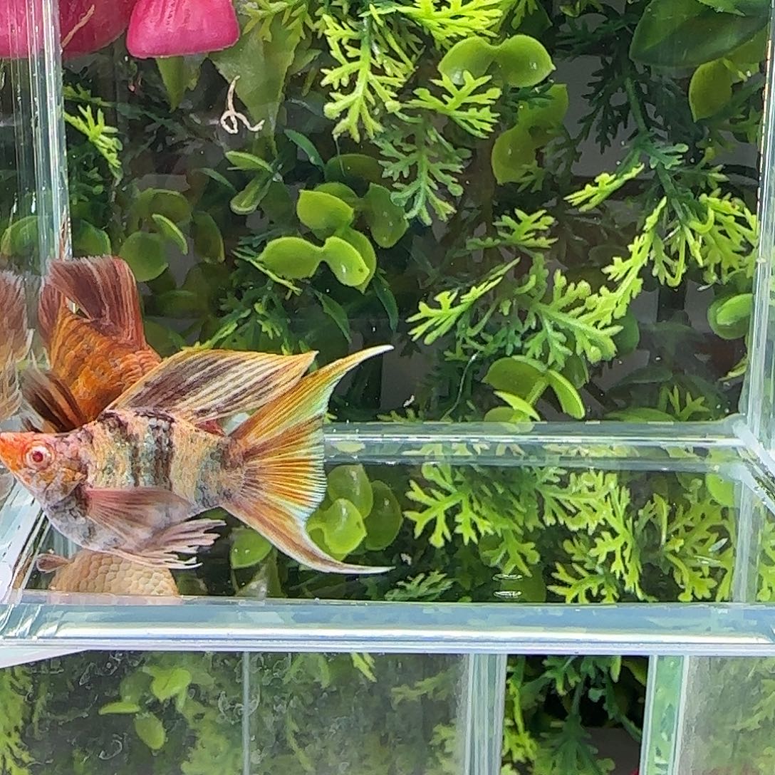 孔雀鱼钻石玛丽金虎一对