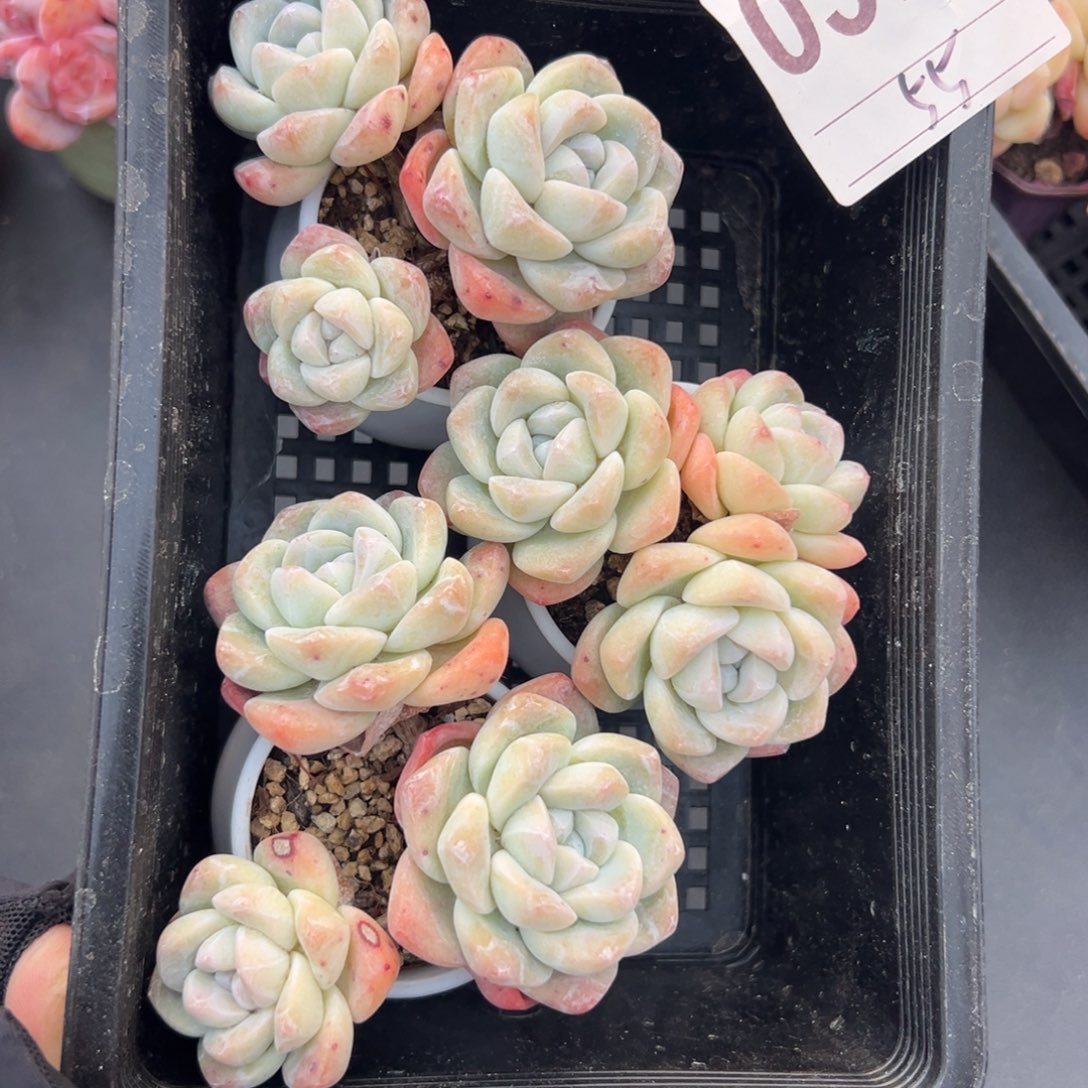 三个三头冰玉带盆000000000