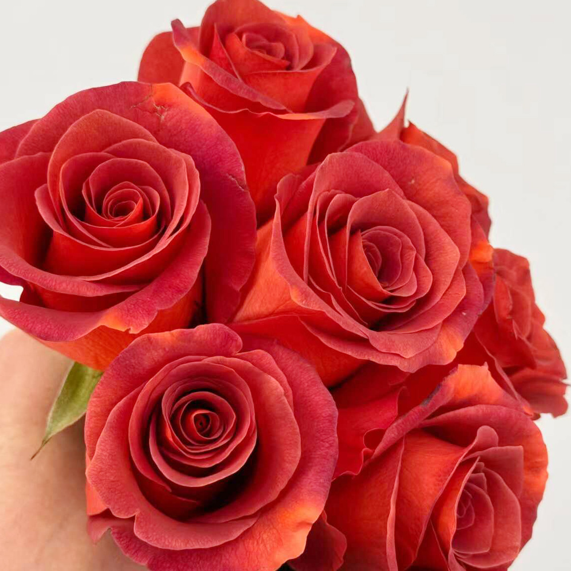 杏仁酒阿玛雷托月季花苗开花特大花玫瑰四季盆栽花卉植物树苗绿植