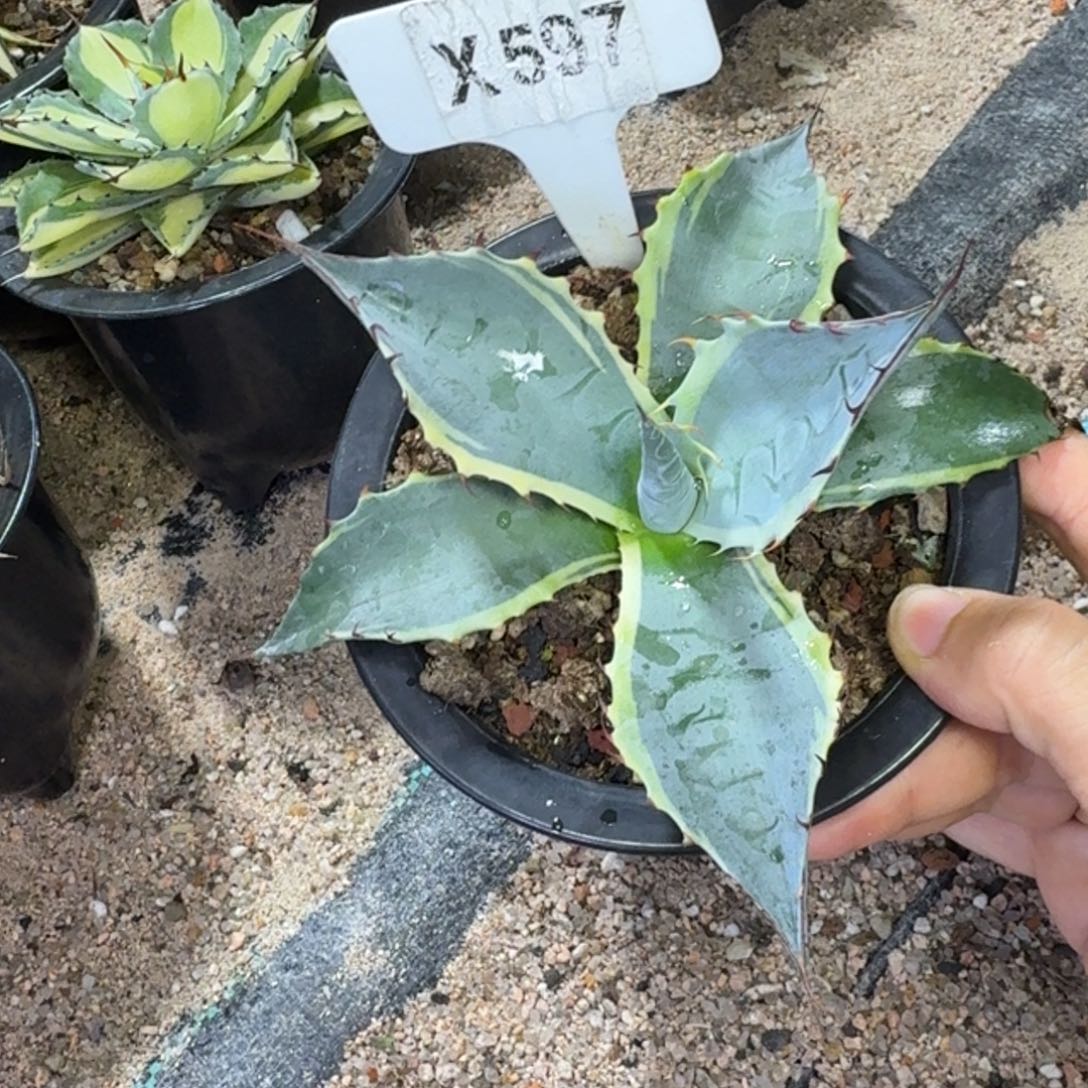 C***n福利海洋之星一颗脱土