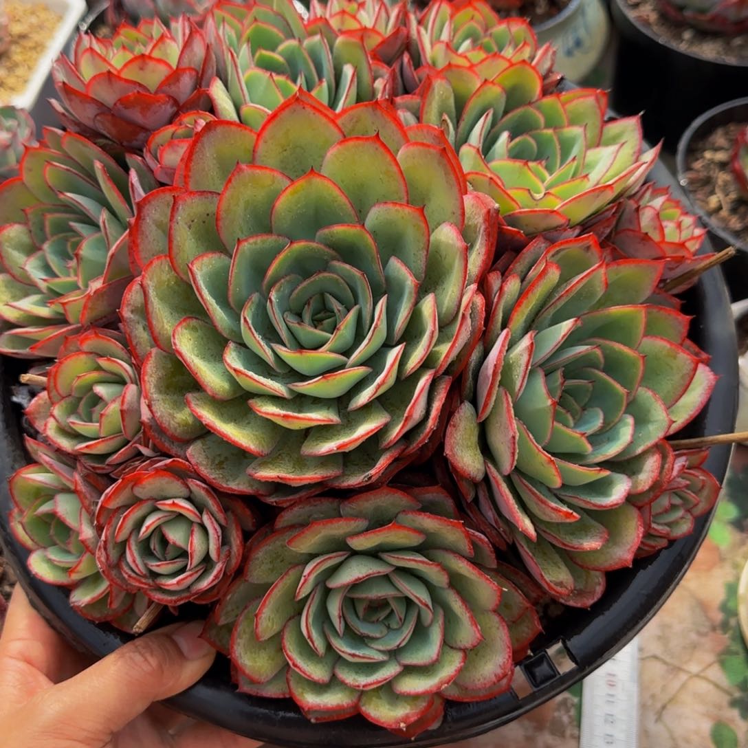 云南精品多肉1836