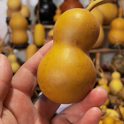 精品厚皮异性花猪葫芦