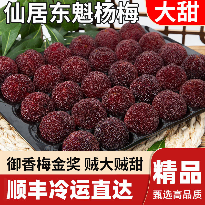 【10A大果120粒颗粒装】浙江仙居东魁高山大杨梅当季水果鲜果现发颗粒礼盒顺丰包邮浙江省