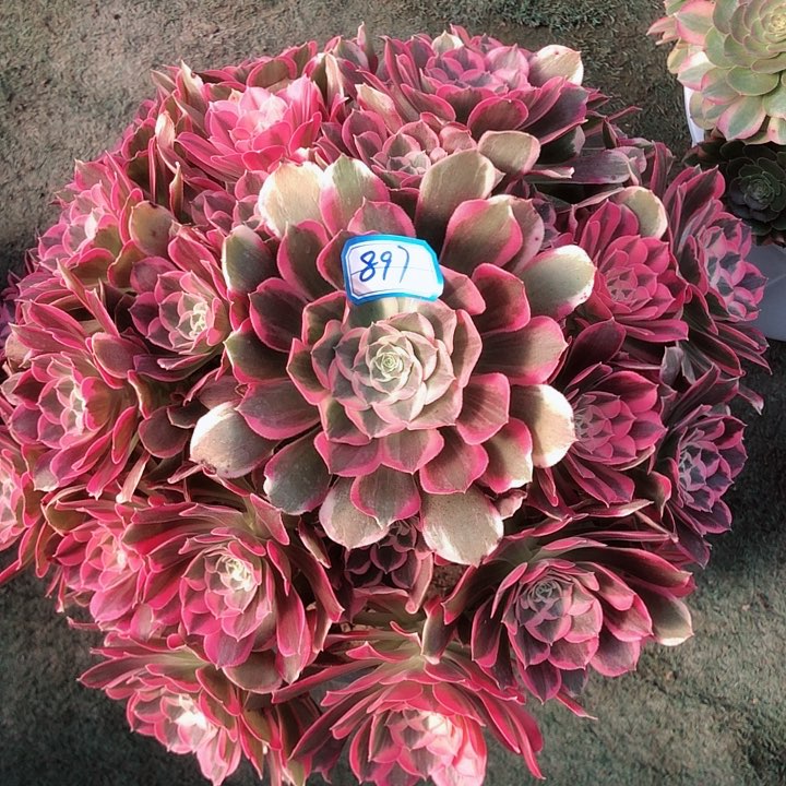 897曼陀罗多肉法师