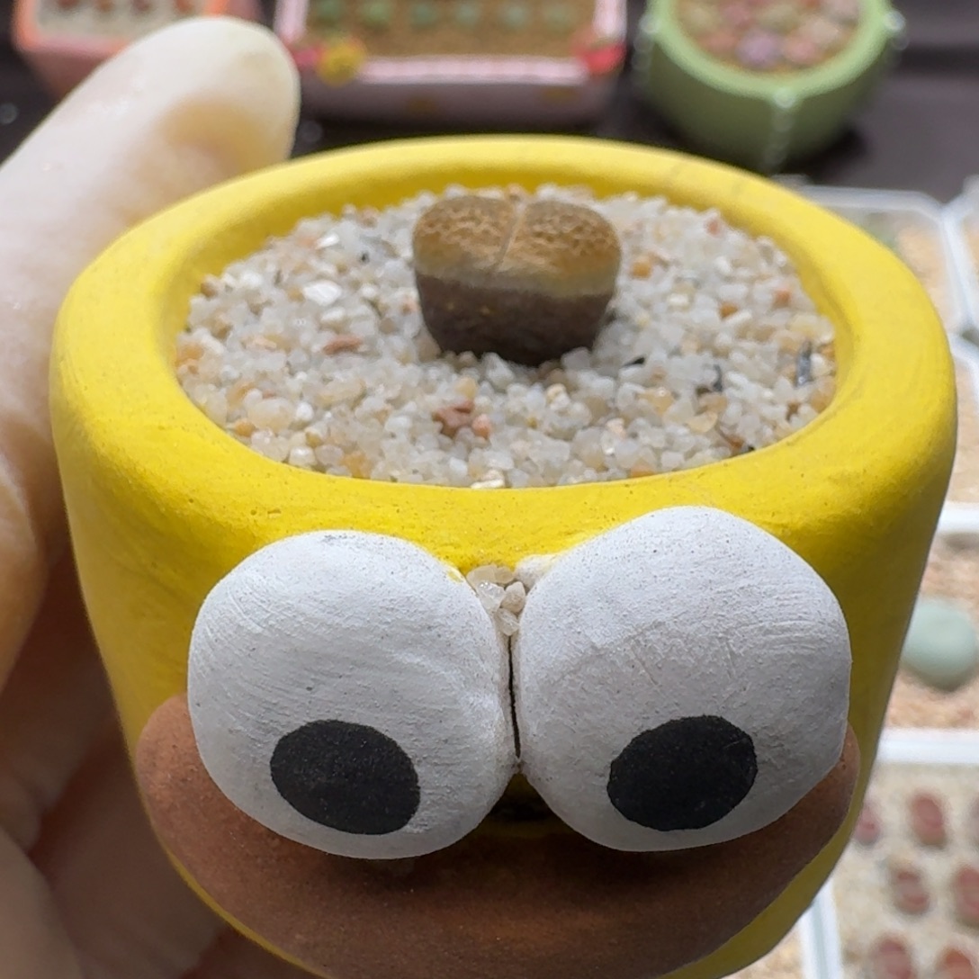 0910-076连盆带花黄色蛋糕