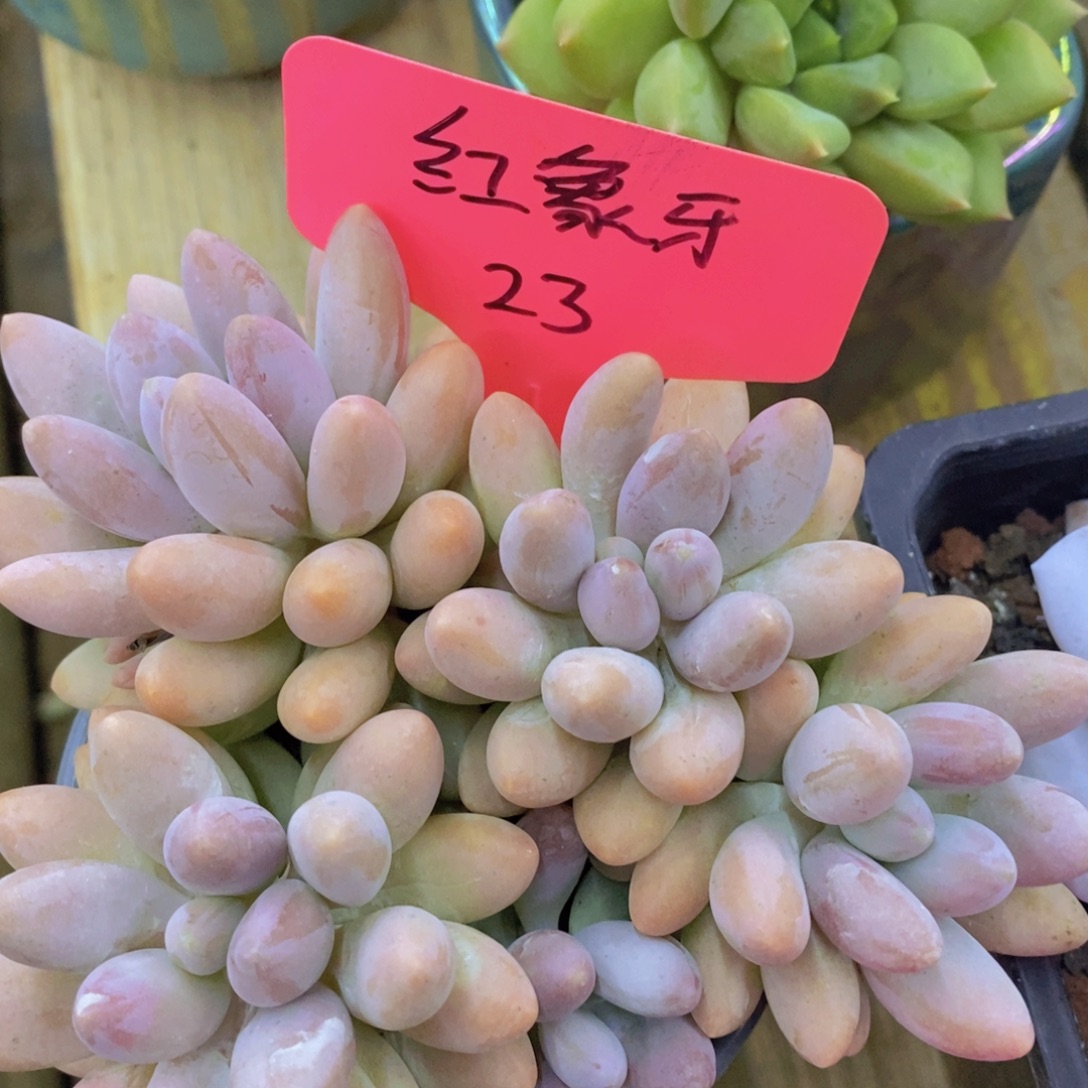 开心多肉，一单包邮，一物一拍
