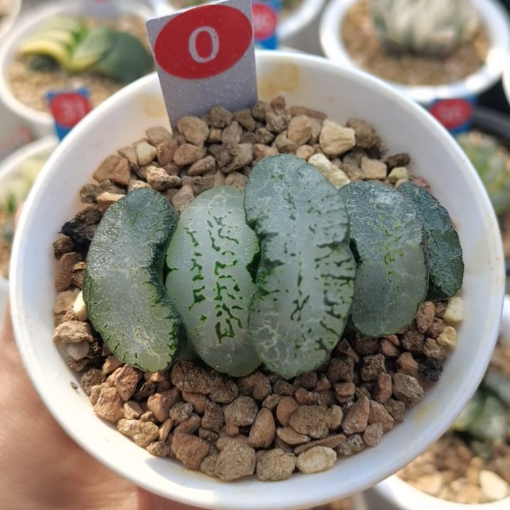 0号蓝翼玉扇一物一拍带盆土发货