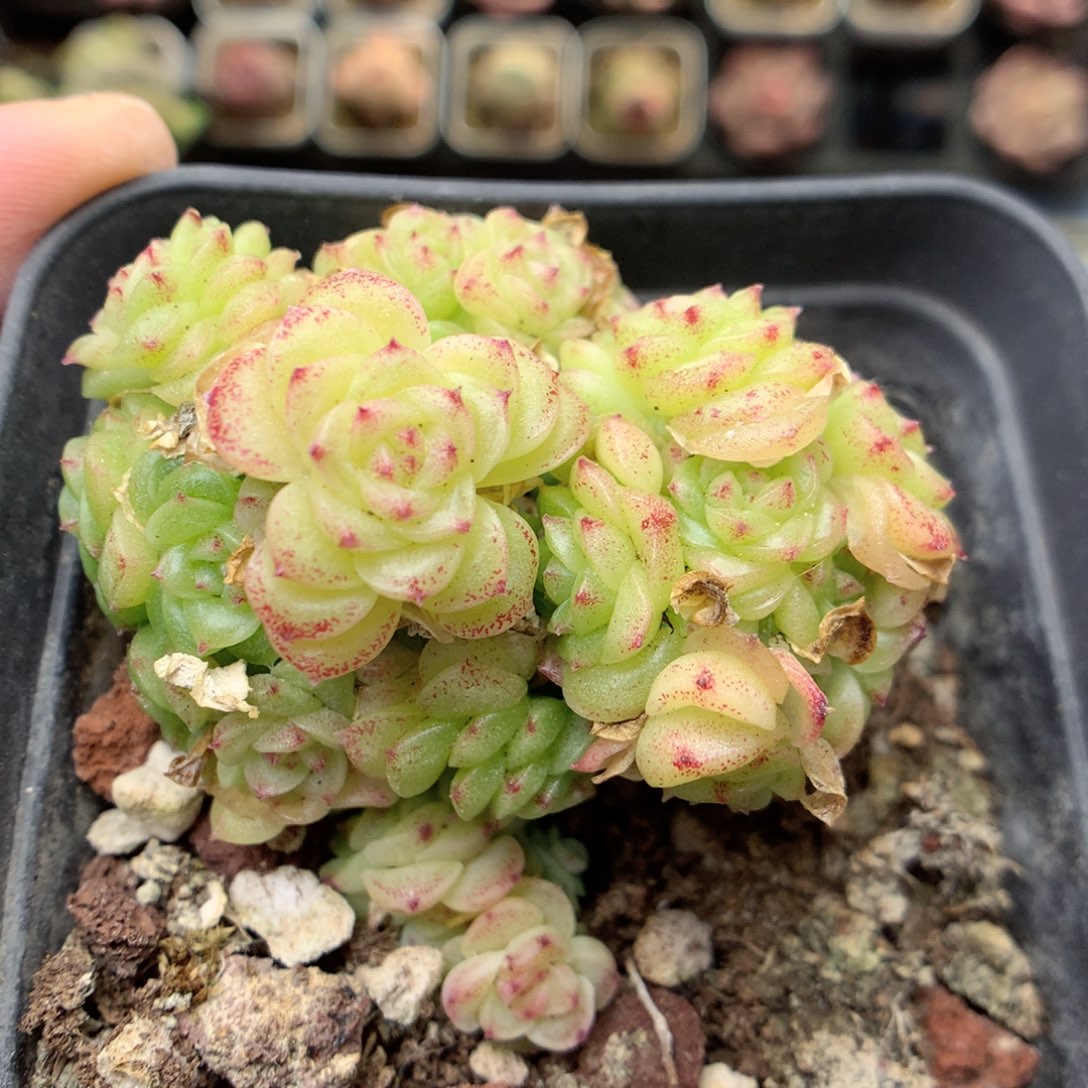 G88 ，20包邮两天凑单