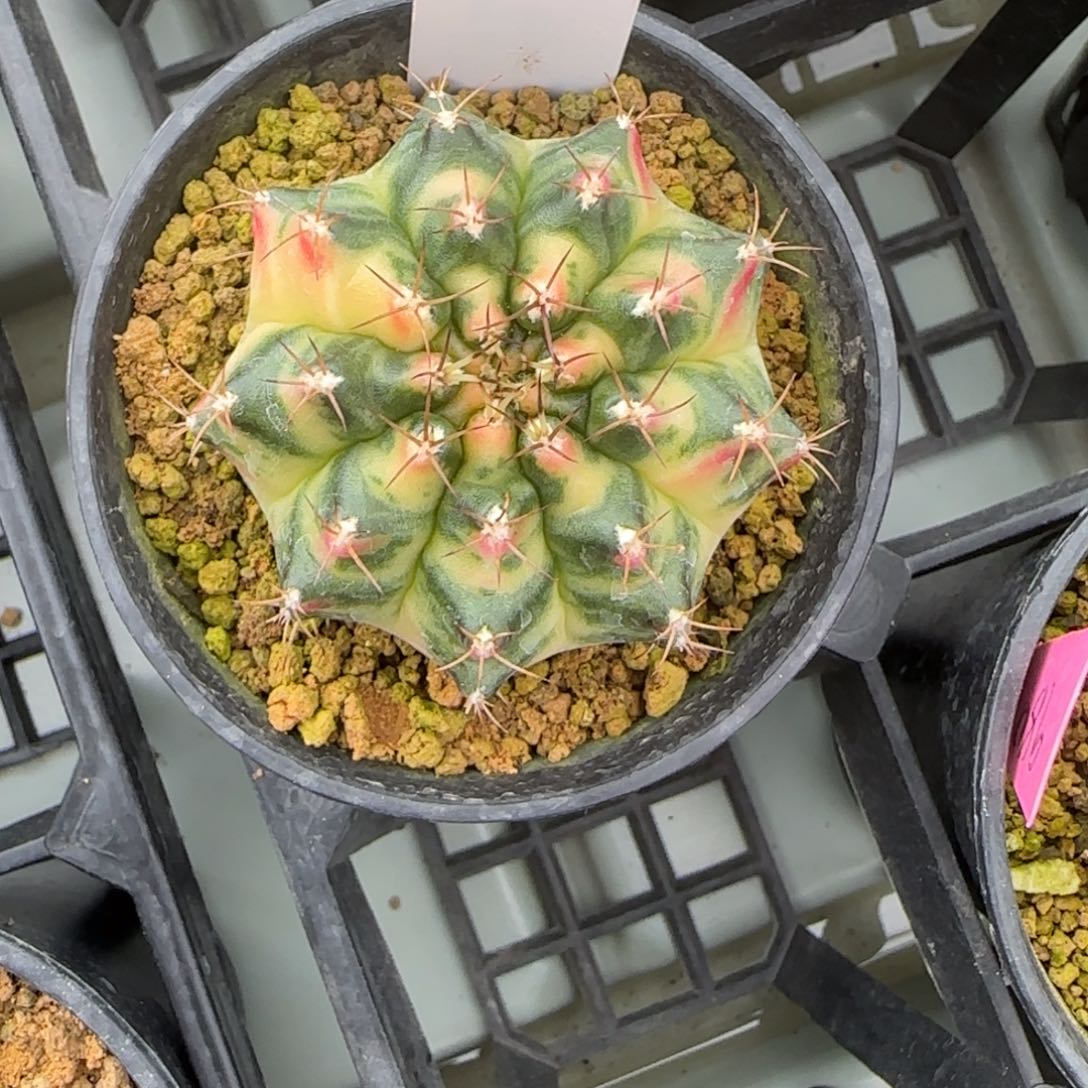 113-0215脱土发多肉侧芽