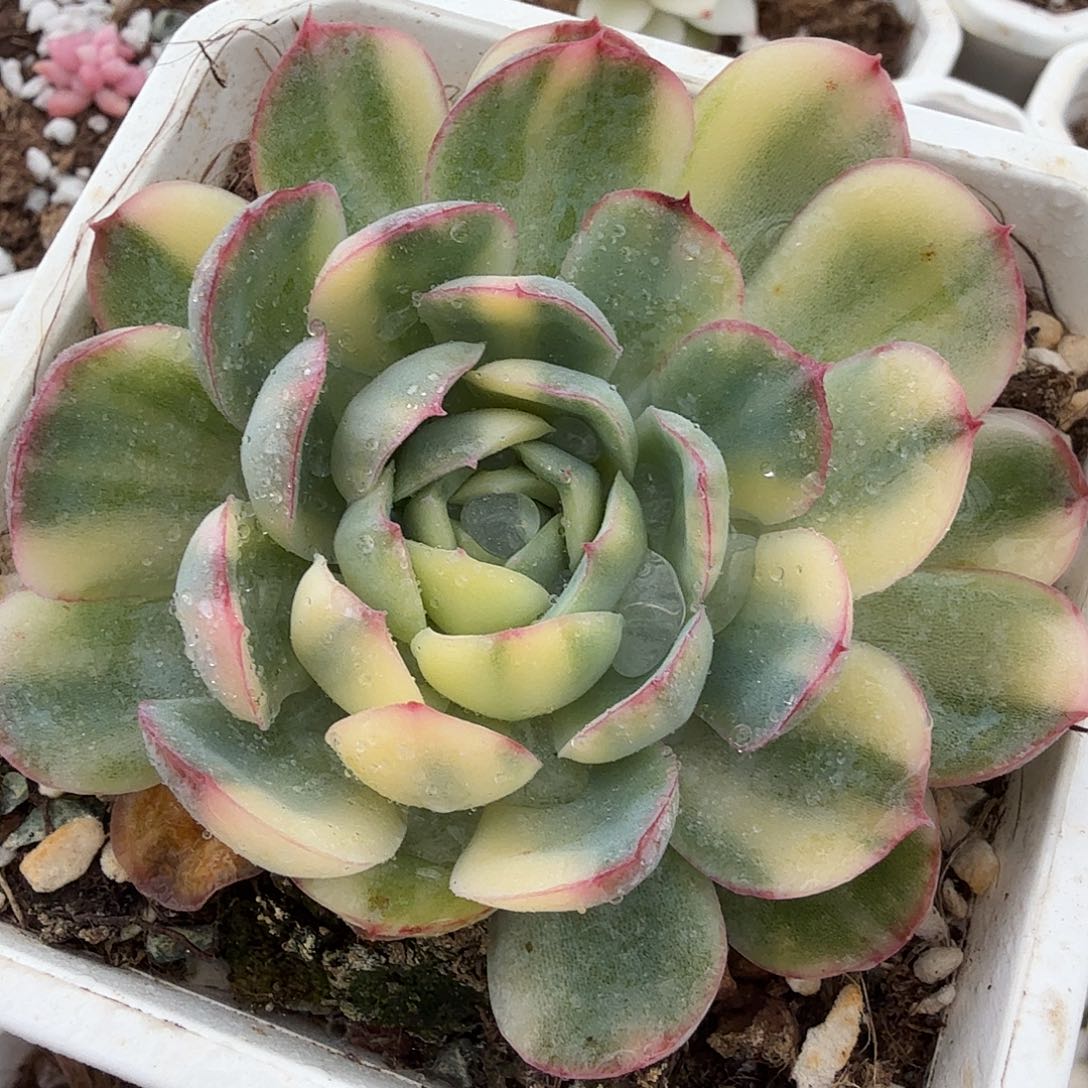 草莓冰锦，多肉植物