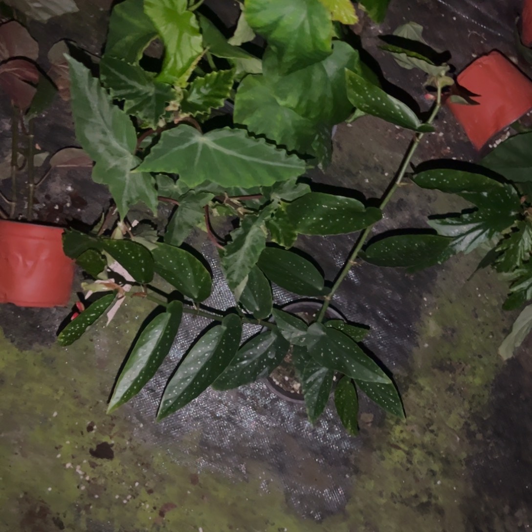 完全开放一物一拍套餐1