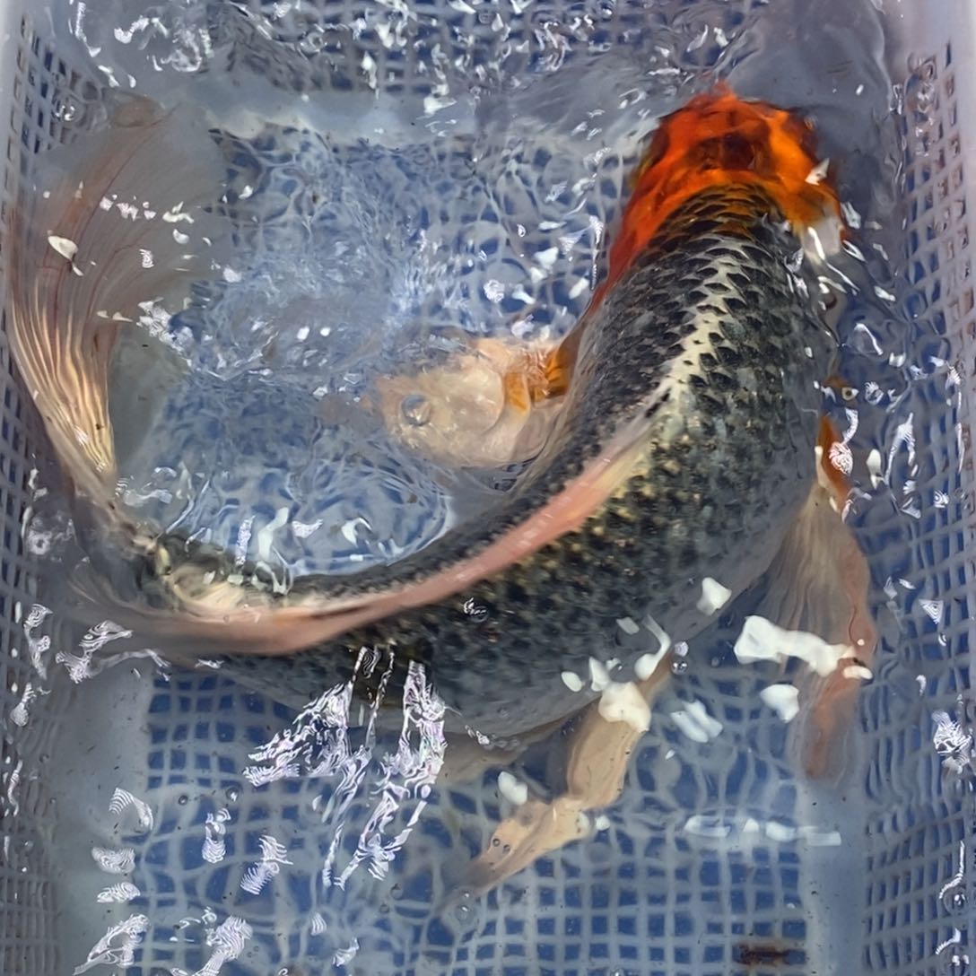 锦鲤冷水锦鲤包邮