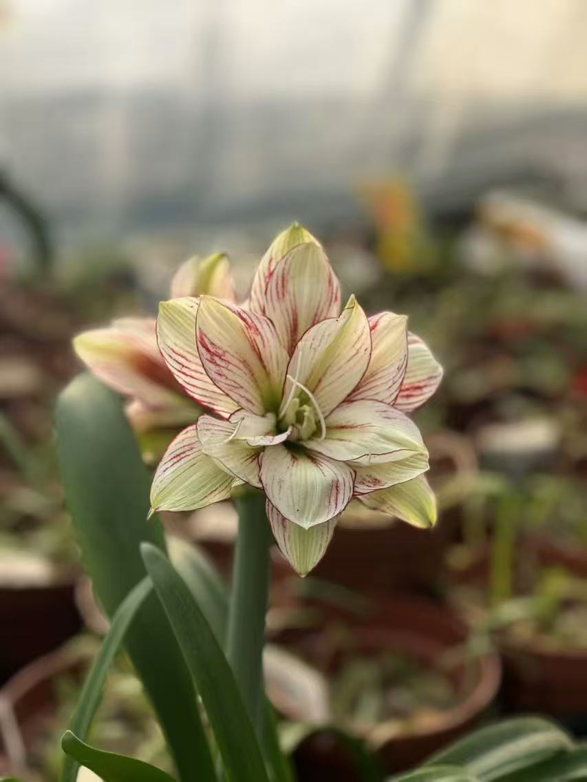 七级福利邮费专拍    草草朱顶红