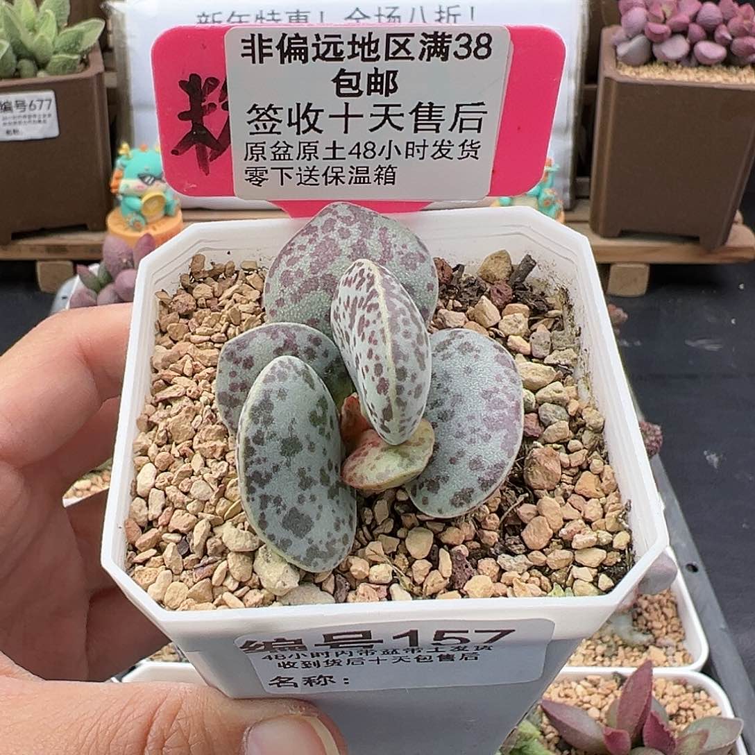 157巨型花蛋多肉