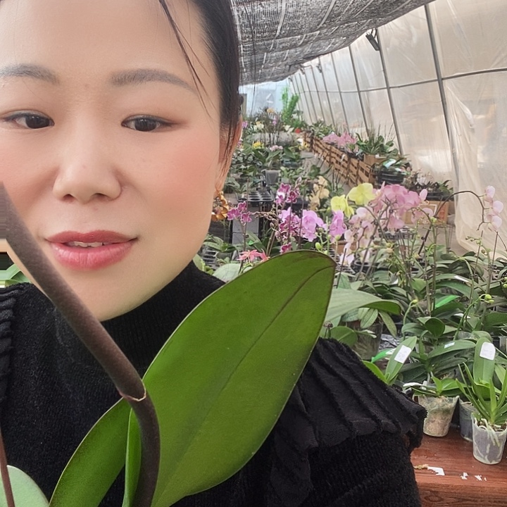 无花朵星月蝴蝶兰