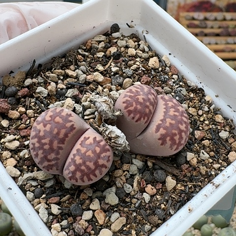 2684紫苑母本带盆土发货