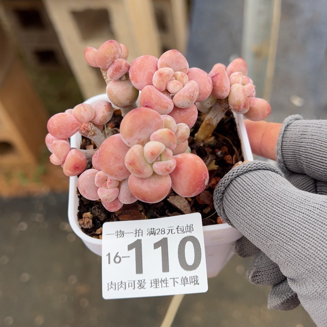 红洛神多肉多肉多肉多肉