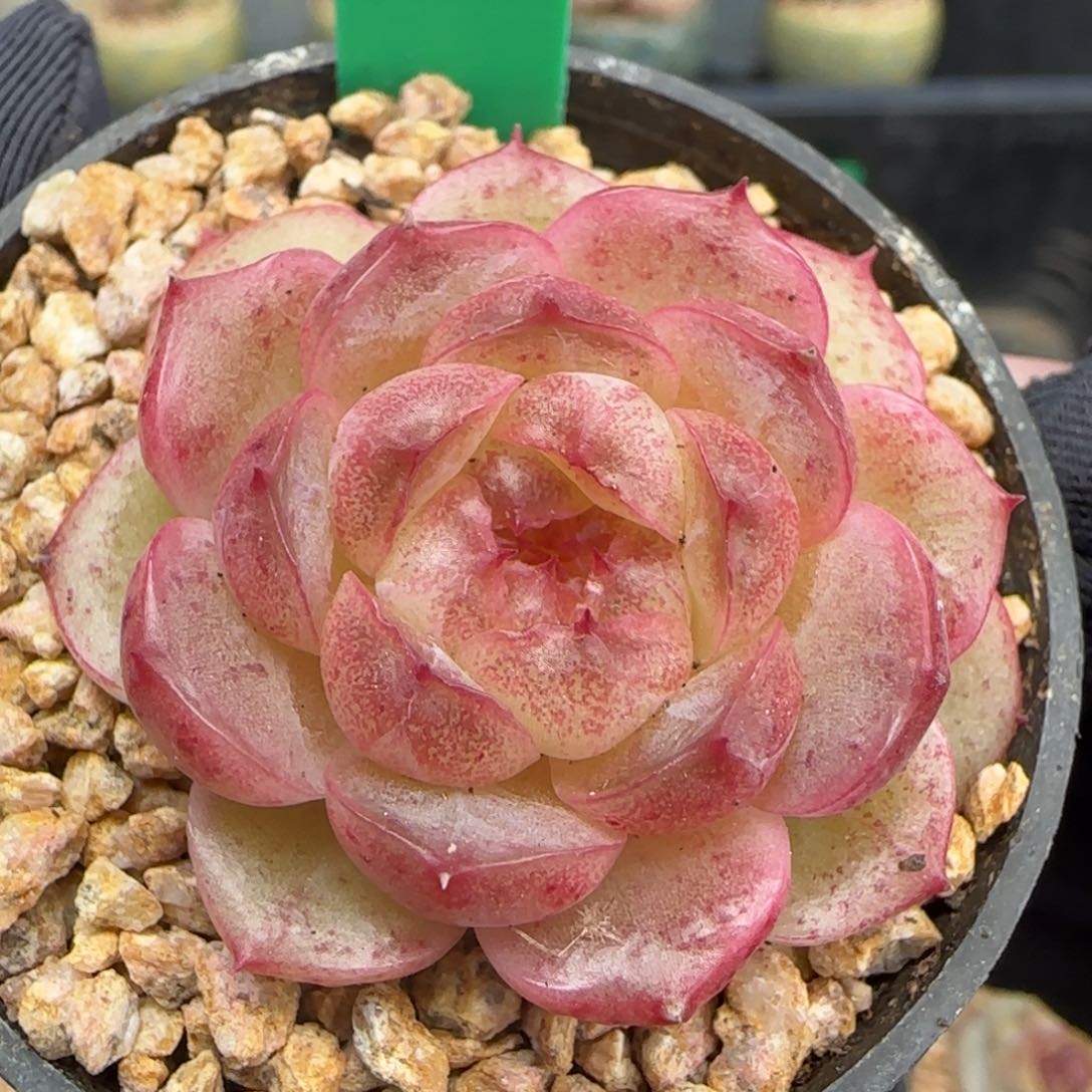 多肉58   珍妮  5厘米盆  h