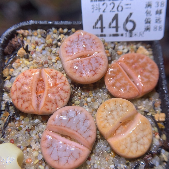 精品生石花226.446