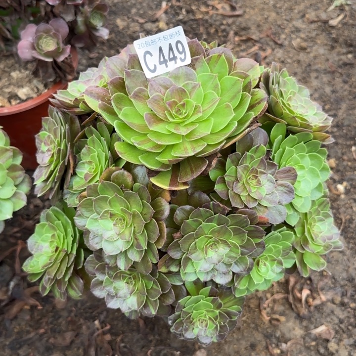 花月夜……多肉植物……