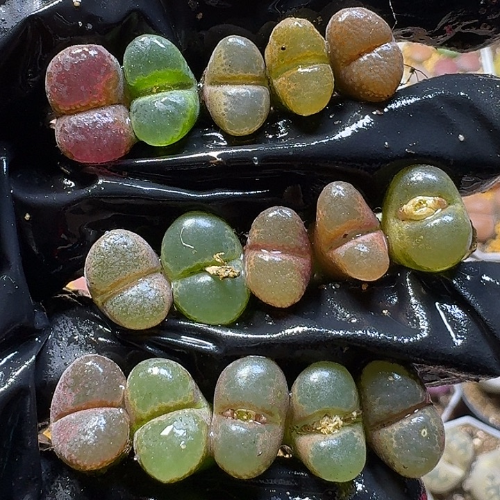 生石花111111。 无售后裸根。   233