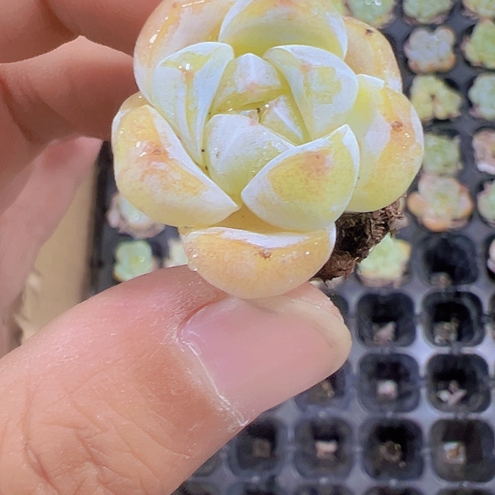 粉天使精品多肉植物