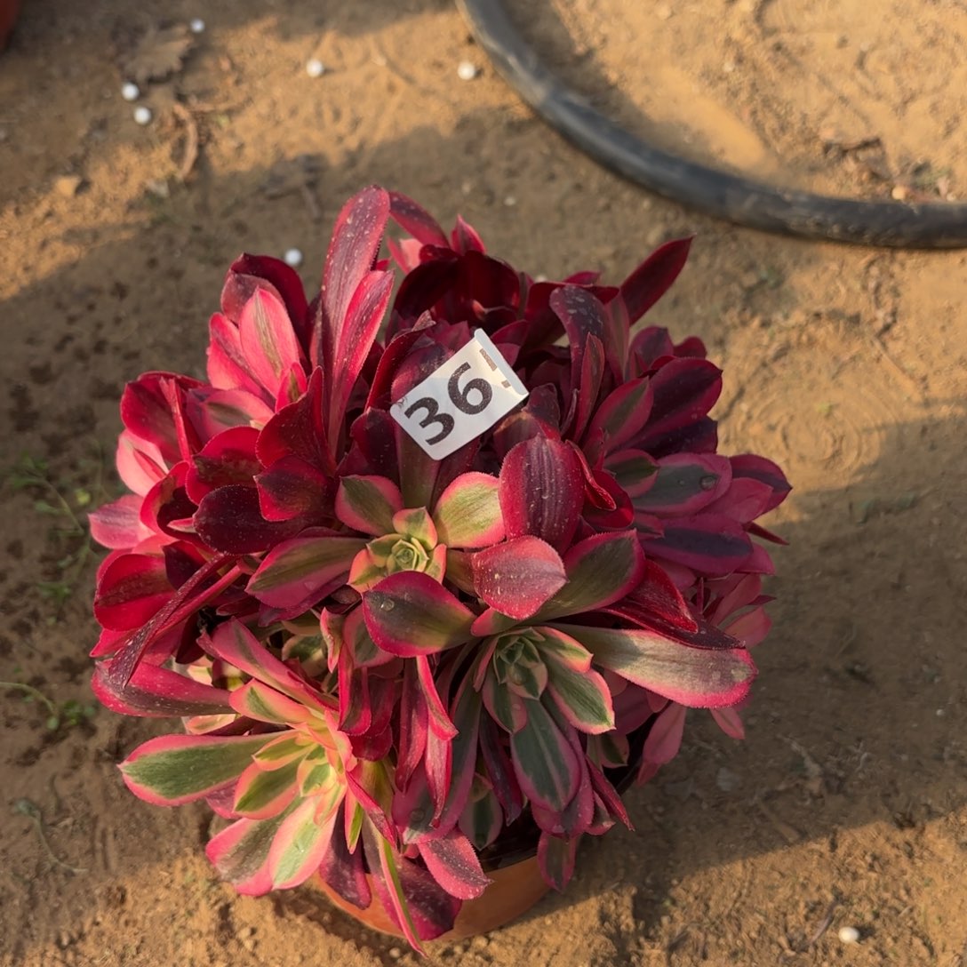 365美杜莎多肉不包损