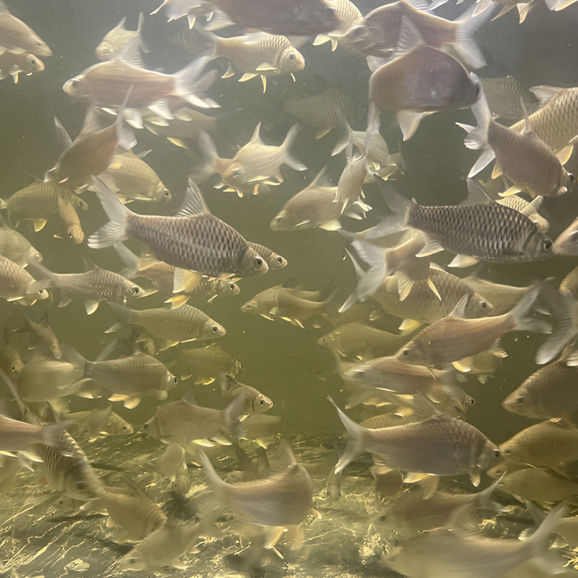 泰国柠檬鲫鱼 微短柠檬鲫鱼15-16公分 龙虎配鱼 带游效果好