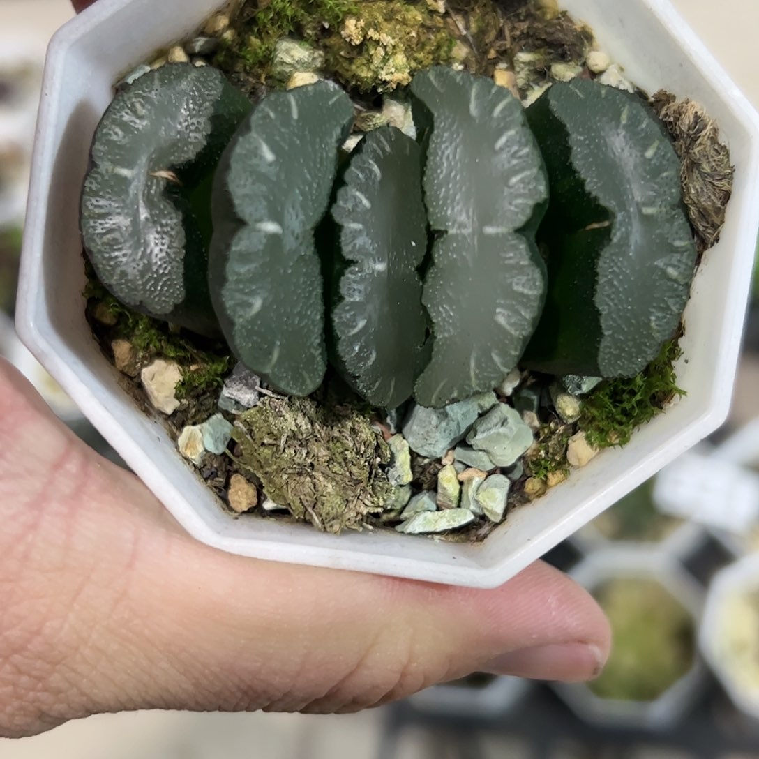 德田猛犸玉扇十二卷多肉