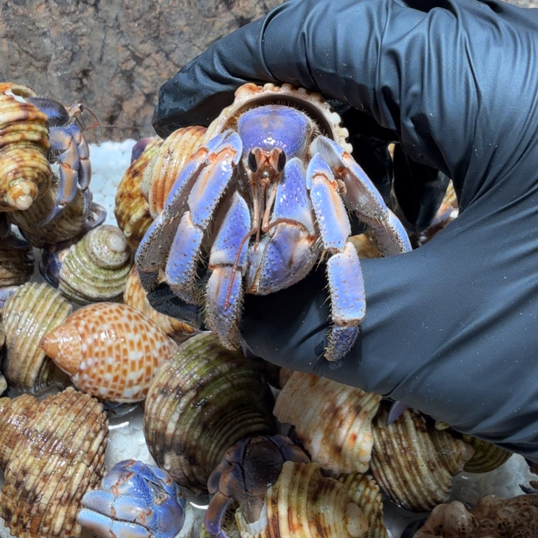 9号直播间紫陆2.8