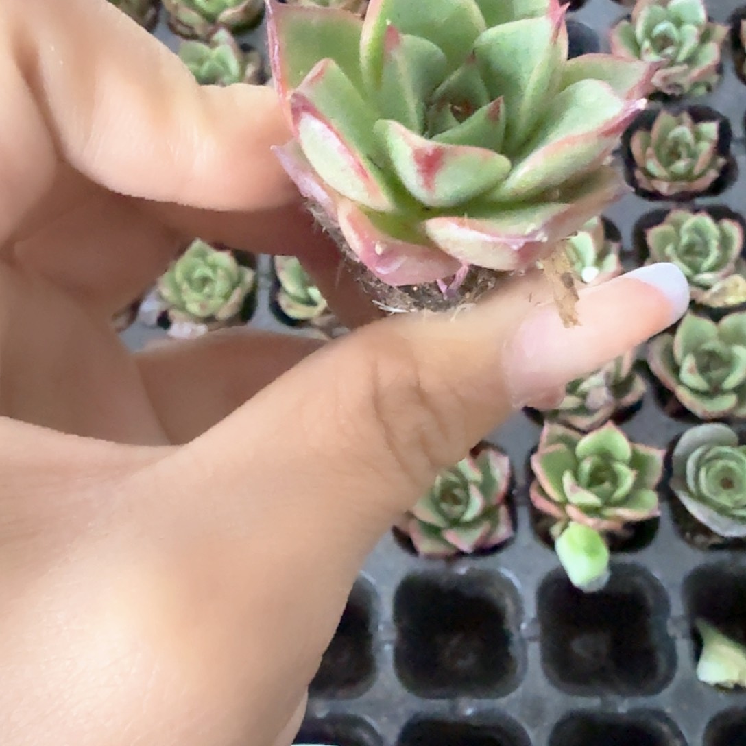 红牛 穴苗 3颗一组