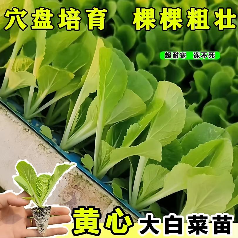 山东寿光黄心大白菜苗秧苗四季种植耐热耐寒蔬菜种苗阳台盆栽