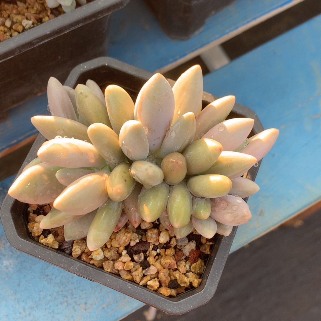 白兰地美人老桩一物一拍