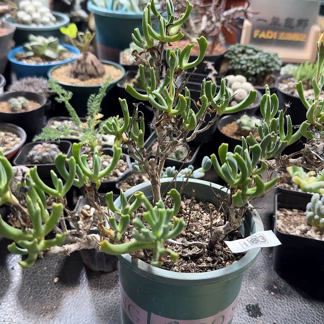 Z****™183快刀乱麻带盆发货