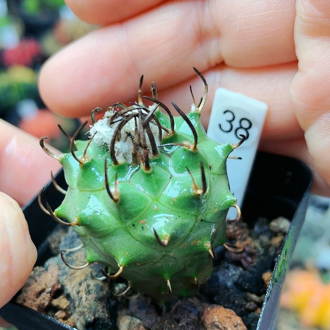 非偏远地区满25裸根发货仙人球