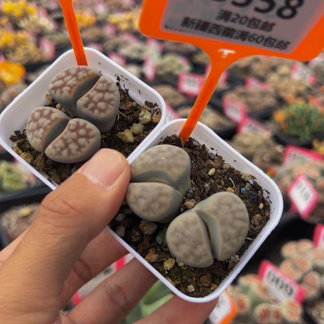 557.558 一物一拍，默认有伤，介意勿拍，不退不换
