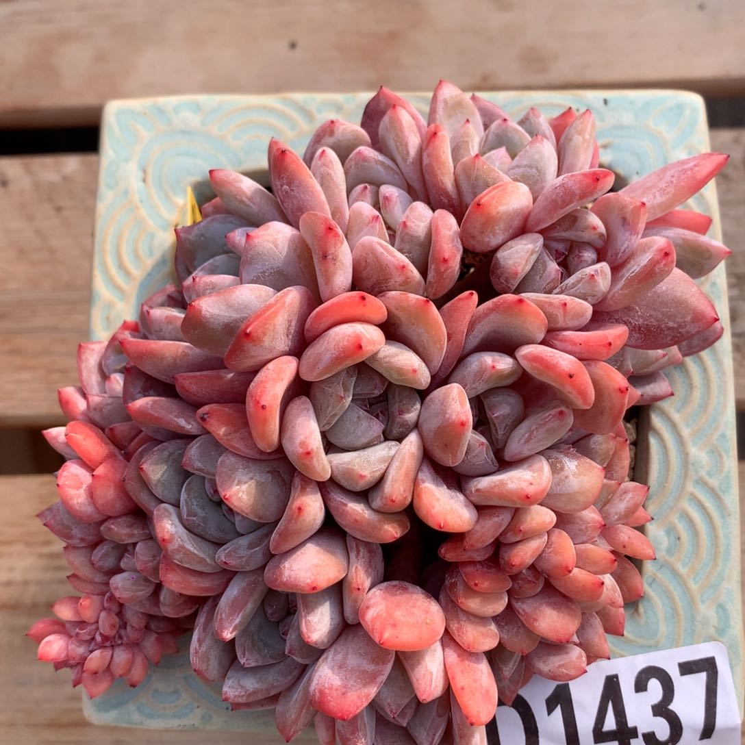 D1437逗号的多肉花园