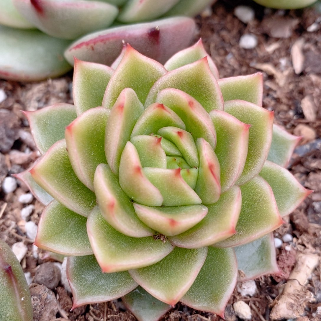 橘色东云系多肉植物