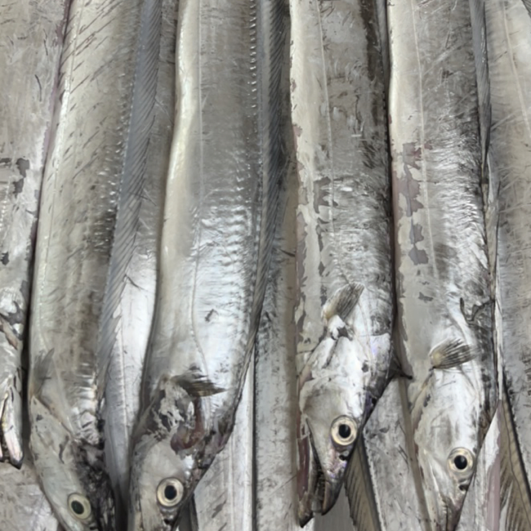 大连本地渤海刀鱼，急冻发货，年货囤货！！