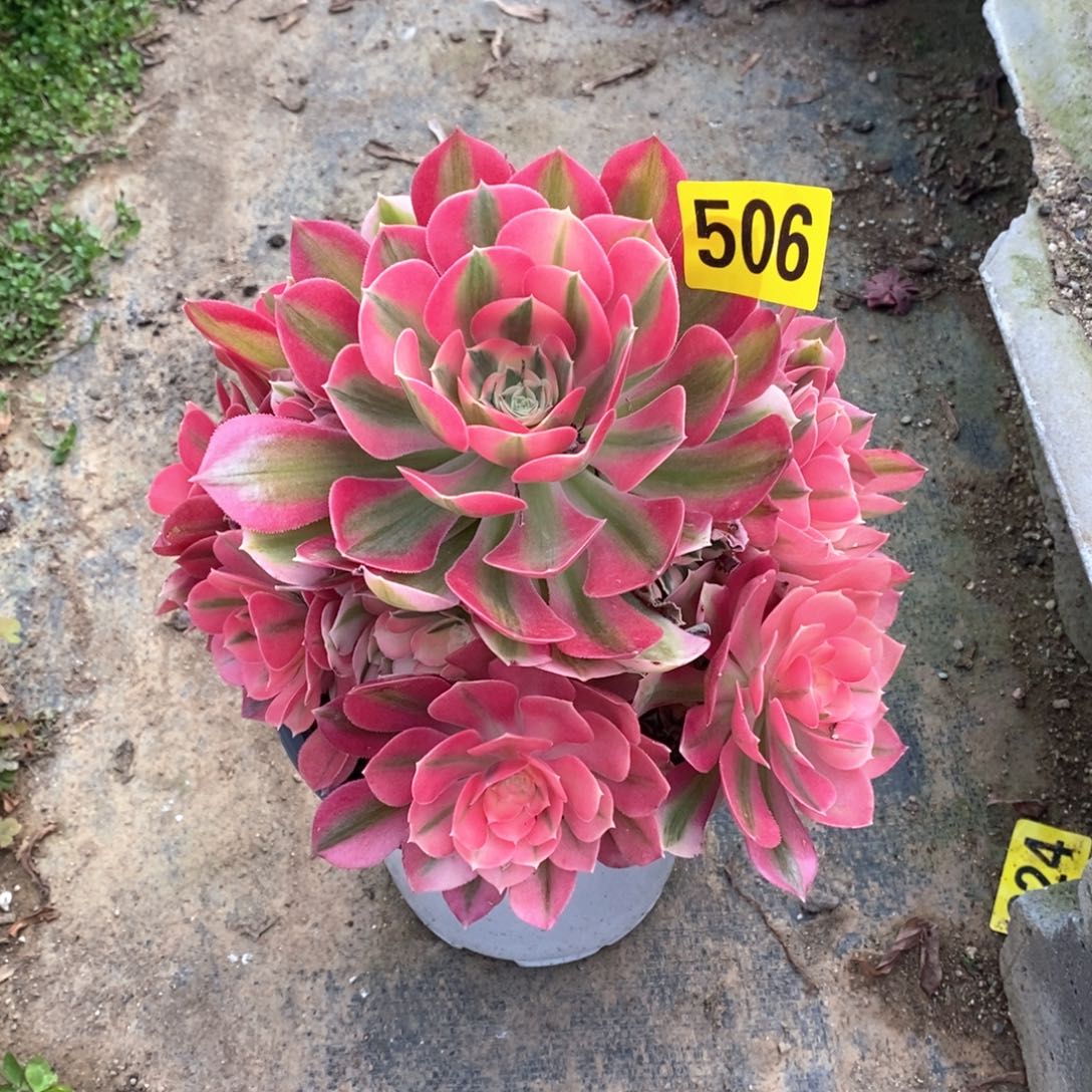 粉女巫多肉法师506