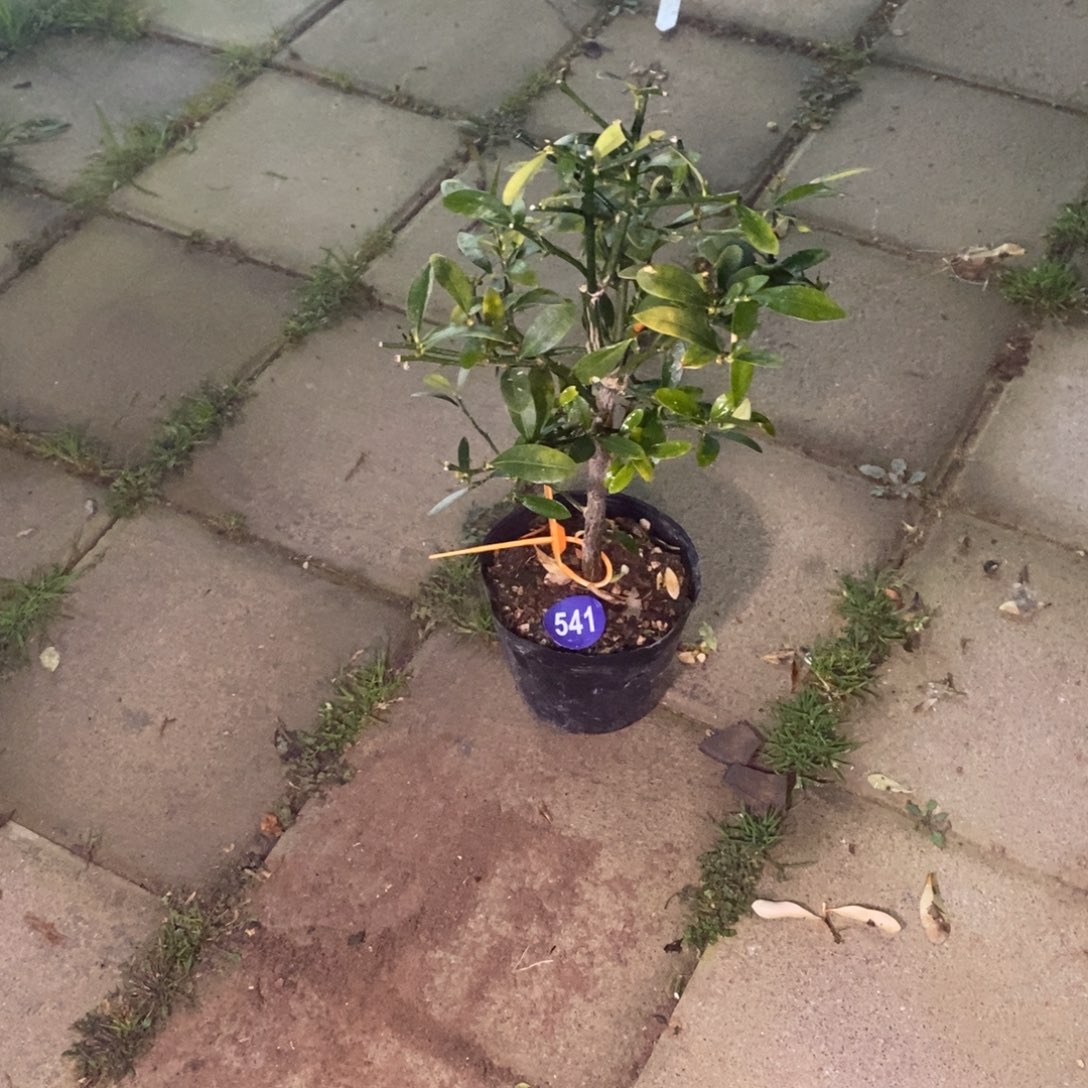 红陶鹃****）红红火火过大年541