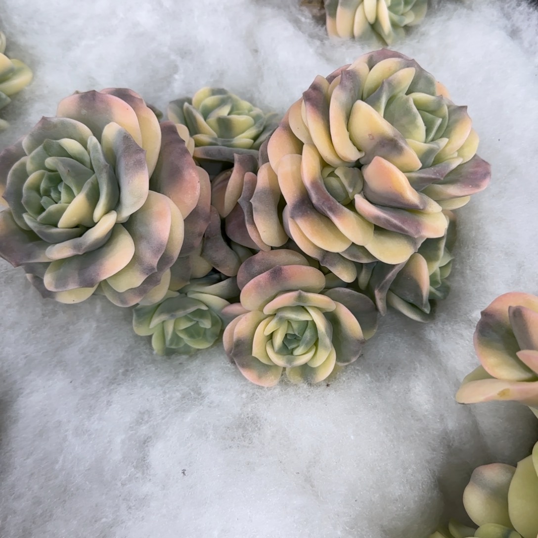 钢***歌可爱玫瑰锦多肉植物