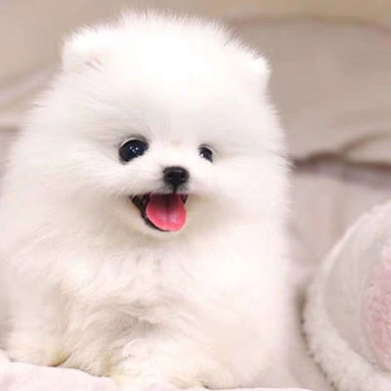 博美茶杯犬幼犬现货甩卖家养狗狗幼崽狗狗活体幼犬