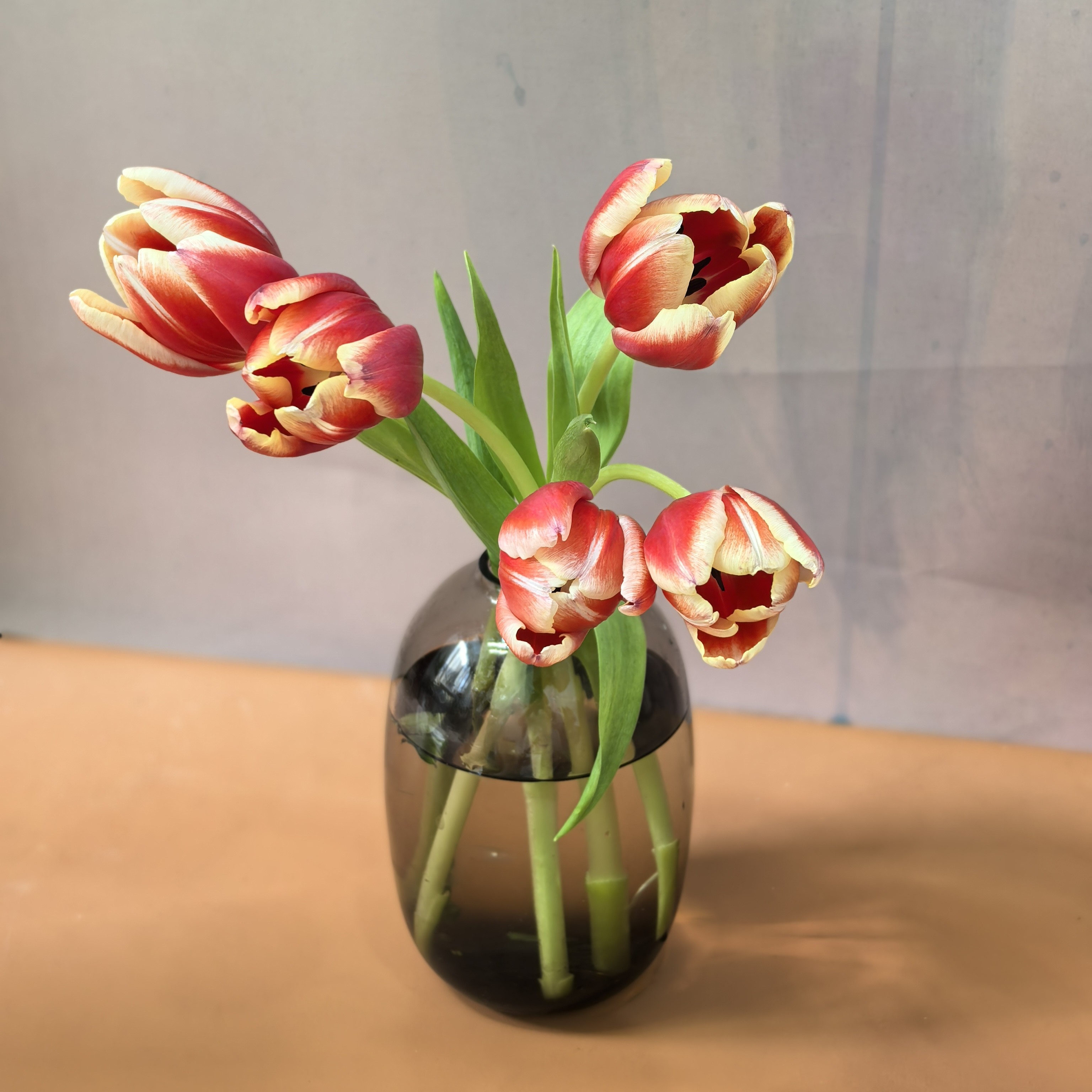 新年瓶插花郁金香（送随机花瓶）