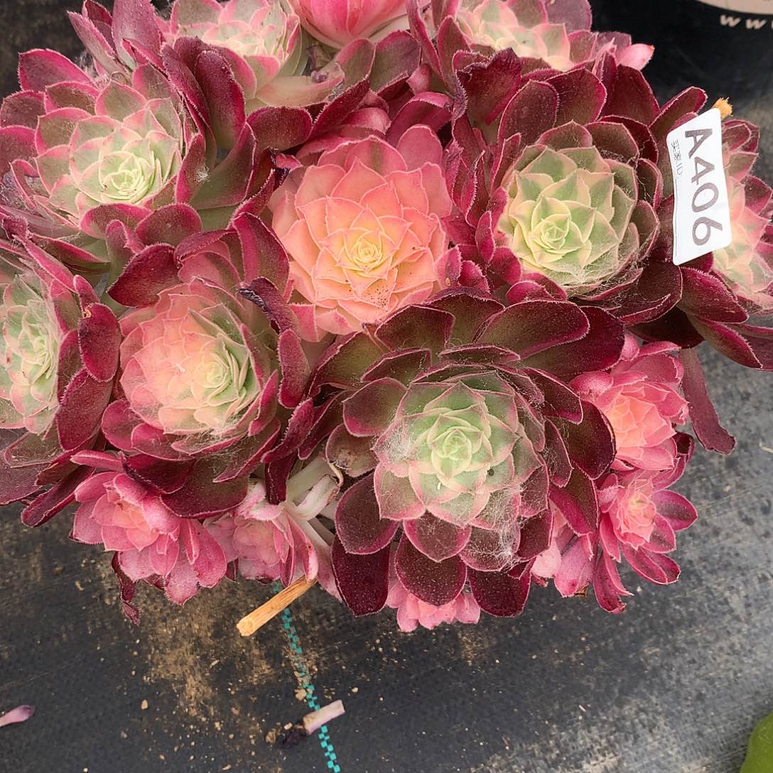 无花朵法师图片多肉植物