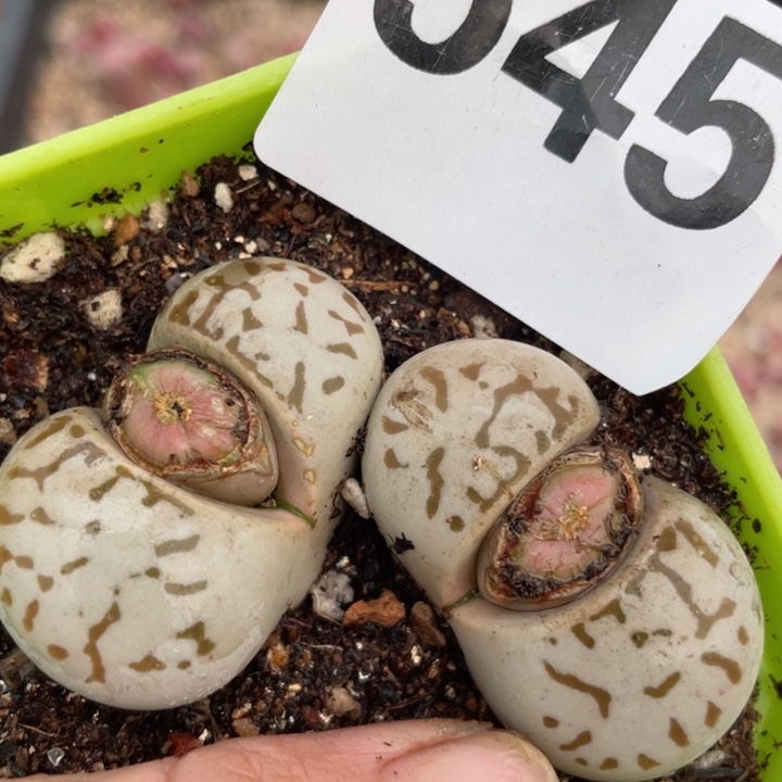 545红网纹灵耀玉母本